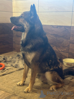 Photo №2 to announcement № 137221 for the sale of non-pedigree dogs - buy in Russian Federation 