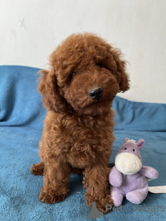 Photo №2 to announcement № 147155 for the sale of poodle (toy) - buy in Ukraine private announcement, from nursery, breeder