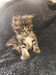 Additional photos: Fantastic Tiger Maine Coon