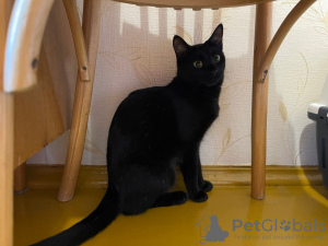 Additional photos: Gorgeous black Bagheera in the kindest hands!