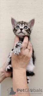Photo №2 to announcement № 11902 for the sale of american shorthair - buy in Ukraine breeder