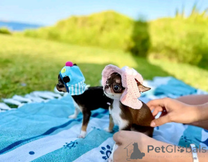 Photo №2 to announcement № 168689 for the sale of chihuahua - buy in United States 