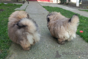 Photo №3. Pekingese puppies. Serbia