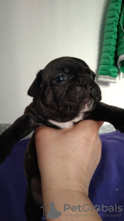 Photo №1. french bulldog - for sale in the city of Ibbenbüren | negotiated | Announcement № 42515