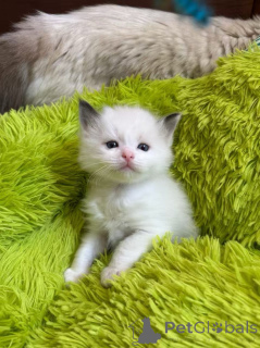 Photo №3. Purebred Ragdoll kittens. United States