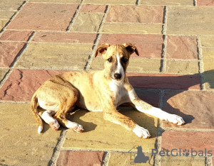 Additional photos: Whippet puppies.