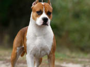 Photo №1. Mating service - breed: american staffordshire terrier. Price - 50$