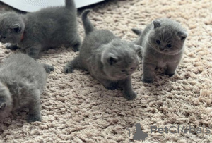 Photo №1. british shorthair - for sale in the city of Berlin | Is free | Announcement № 99789