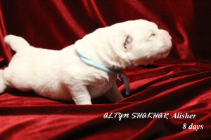 Photo №2 to announcement № 4462 for the sale of central asian shepherd dog - buy in Russian Federation from nursery