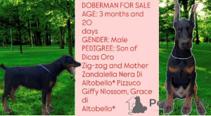 Photo №4. I will sell dobermann in the city of Obrenovac.  - price - negotiated