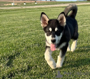 Photo №1. alaskan malamute - for sale in the city of Salt Lake City | Is free | Announcement № 110087