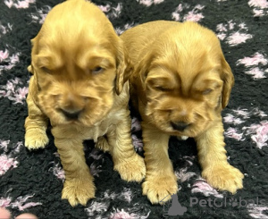 Additional photos: English Cocker Spaniel puppies