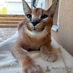 Photo №1. caracal - for sale in the city of Dagenham | 1057$ | Announcement № 99775