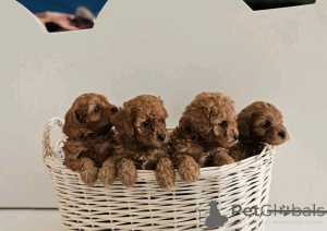 Photo №3. Labradoodle puppies available for adoption. United States