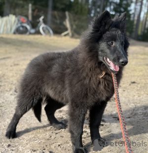 Photo №4. I will sell belgian shepherd in the city of Talsi. private announcement, breeder - price - 941$