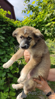 Photo №1. non-pedigree dogs - for sale in the city of Москва | Is free | Announcement № 72141