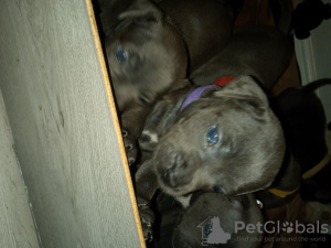 Photo №4. I will sell staffordshire bull terrier in the city of Белтинци.  - price - 420$