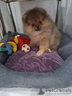 Photo №2 to announcement № 36060 for the sale of pomeranian - buy in Belarus breeder