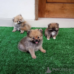 Photo №2 to announcement № 92716 for the sale of pomeranian - buy in United States private announcement