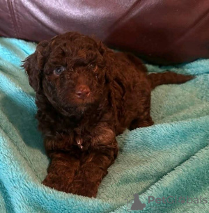 Photo №1. labradoodle, labrador retriever - for sale in the city of Cologne | negotiated | Announcement № 127622