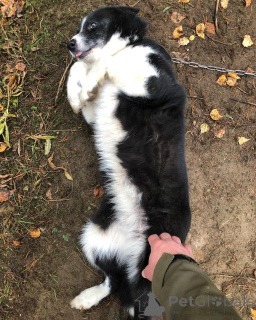 Photo №3. A fearless little guardian in the making.. Finland