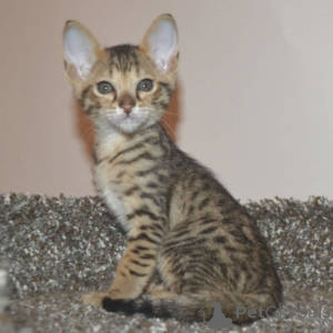 Photo №3. Chatons Savannah disponibles à la vente.. Belgium