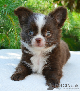 Photo №1. chihuahua - for sale in the city of Москва | negotiated | Announcement № 110779