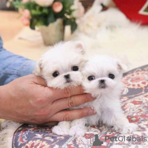 Photo №1. maltese dog - for sale in the city of Дублин | 400$ | Announcement № 48766