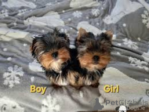 Photo №1.  - for sale in the city of Brighton | 500$ | Announcement № 143852