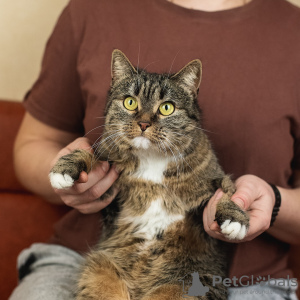 Photo №2 to announcement № 133476 for the sale of  - buy in Russian Federation private announcement