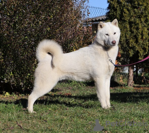 Photo №3. Hokkaido puppies. Hungary