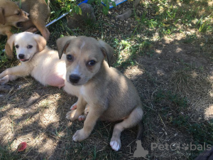 Photo №2 to announcement № 7517 for the sale of non-pedigree dogs - buy in Russian Federation private announcement