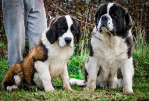 Photo №1. st. bernard - for sale in the city of Myadel | 541$ | Announcement № 3567
