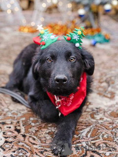 Photo №2 to announcement № 165550 for the sale of non-pedigree dogs - buy in Russian Federation private announcement