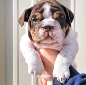 Photo №2 to announcement № 136554 for the sale of english bulldog - buy in Germany breeder