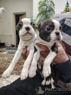 Photo №2 to announcement № 128915 for the sale of boston terrier - buy in Serbia private announcement