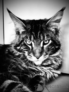 Photo №2. Mating service maine coon. Price - negotiated