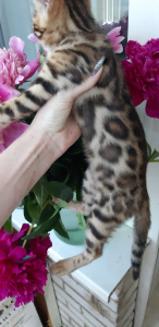Photo №1. bengal cat - for sale in the city of Орск | 750$ | Announcement № 6783