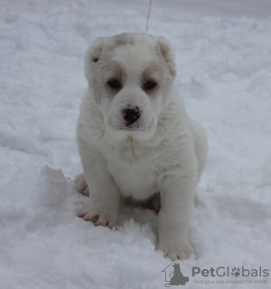 Photo №2 to announcement № 41133 for the sale of central asian shepherd dog - buy in Russian Federation from nursery