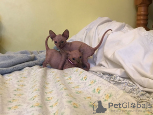 Photo №2 to announcement № 9792 for the sale of sphynx cat - buy in Germany 