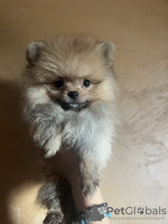 Photo №4. I will sell pomeranian in the city of Belgrade.  - price - negotiated