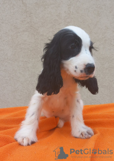 Additional photos: English Cocker Spaniel puppies