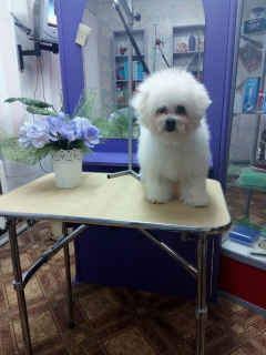 Photo №1. Service of the groomer in the city of Minsk. Price - negotiated. Announcement № 1080