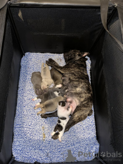 Photo №3. Französische Bulldoggenwelpen KC registriert. Germany