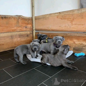 Photo №2 to announcement № 161505 for the sale of staffordshire bull terrier - buy in Germany private announcement, breeder