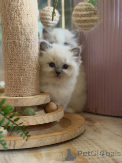 Photo №3. Fluffy Purebred Ragdoll Kittens Looking for Loving Families. Germany