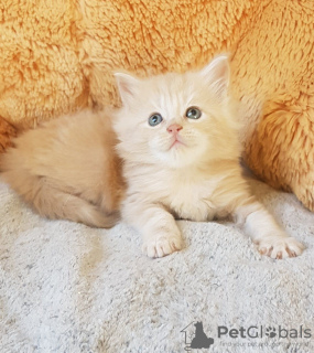 Photo №3. Purebred Maine Coon kittens for Adoption. Germany