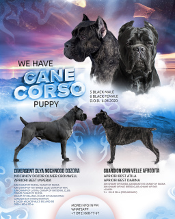 Photo №1. cane corso - for sale in the city of Permian | 335$ | Announcement № 6299