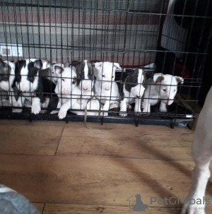 Photo №1. english bulldog - for sale in the city of Дортмунд | Is free | Announcement № 83968