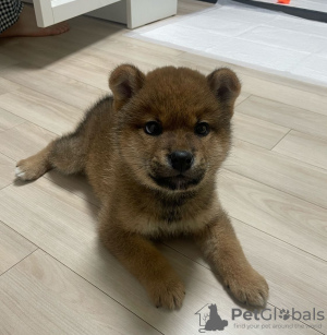 Photo №1. shiba inu - for sale in the city of Prague | negotiated | Announcement № 111758